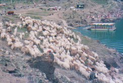 天池を歩く放牧羊（中国新疆）