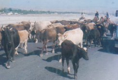バザールクルガンの牛渋滞（キルギスタン）