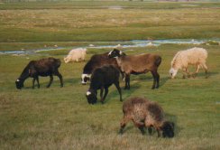 タシュクルガン：湿原の放牧羊（中国新疆）