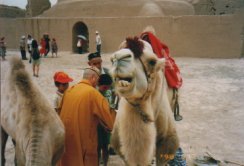 トルファン、高昌故城の駱駝（中国新疆）